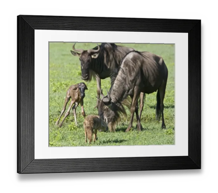 Framed Print : Unknown. Africa. Tanzania. Golden Jackals investigate a Wildebeest birth Framed Print : Unknown. Africa. Tanzania. Golden Jackals investigate a Wildebeest birth