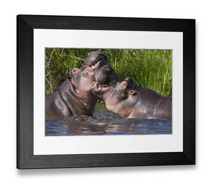 Framed Print : Africa. Tanzania. Hippopotamus sparring at the Hippo Pool at Ngorongoro Crater, Ngorongoro Framed Print : Africa. Tanzania. Hippopotamus sparring at the Hippo Pool at Ngorongoro Crater, Ngorongoro
