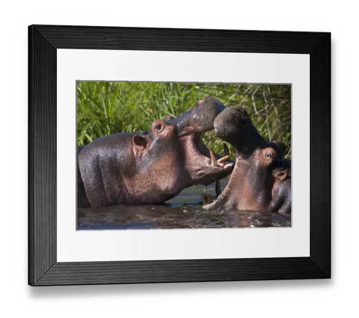Framed Print : Africa. Tanzania. Hippopotamus sparring at the Hippo Pool at Ngorongoro Crater, Ngorongoro Framed Print : Africa. Tanzania. Hippopotamus sparring at the Hippo Pool at Ngorongoro Crater, Ngorongoro