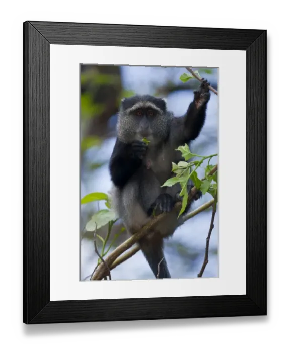 Framed Print : Africa. Tanzania. Blue Monkey (Sykes Monkey) female at Lake Manyara NP Framed Print : Africa. Tanzania. Blue Monkey (Sykes Monkey) female at Lake Manyara NP