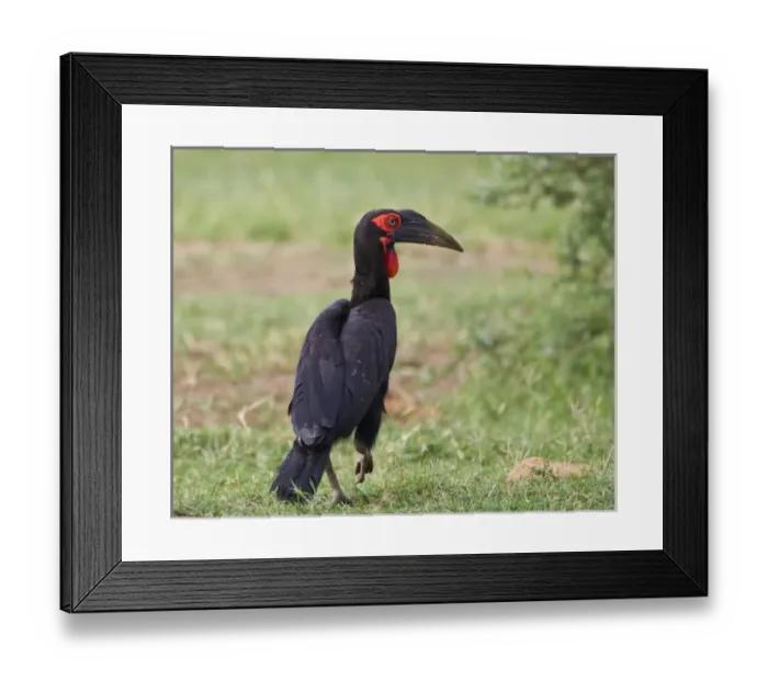 Framed Print : Africa. Tanzania. Southern Ground Hornbill at Lake Manyara NP