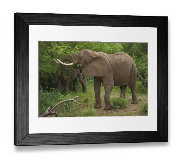 Framed Print : Africa, Tanzania Framed Print : Africa, Tanzania