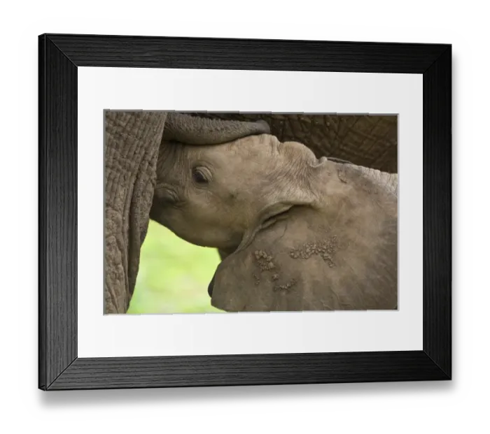 Framed Print : Africa. Tanzania. Elephant mother and calf at Lake Manyara NP Framed Print : Africa. Tanzania. Elephant mother and calf at Lake Manyara NP