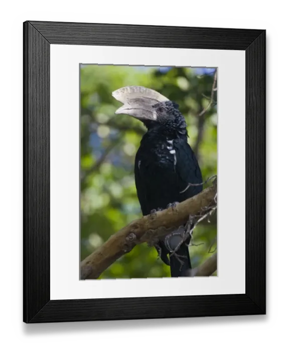 Framed Print : Africa. Tanzania. Male Silvery-Cheeked Hornbill at Lake Manyara NP