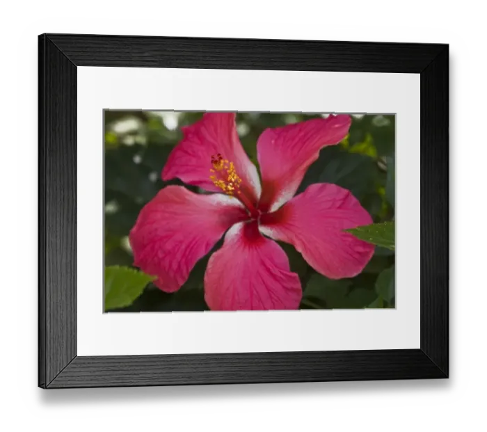 Framed Print : Africa. Tanzania. Pink Hibiscus in Arusha Framed Print : Africa. Tanzania. Pink Hibiscus in Arusha