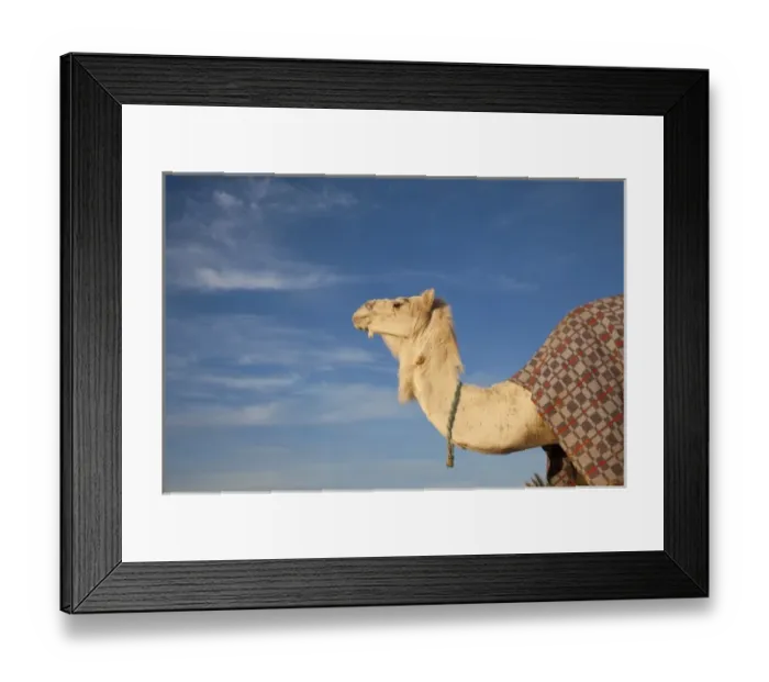 Framed Print : Tunisia, Sahara Desert, Douz, Great Dune, camel, dawn