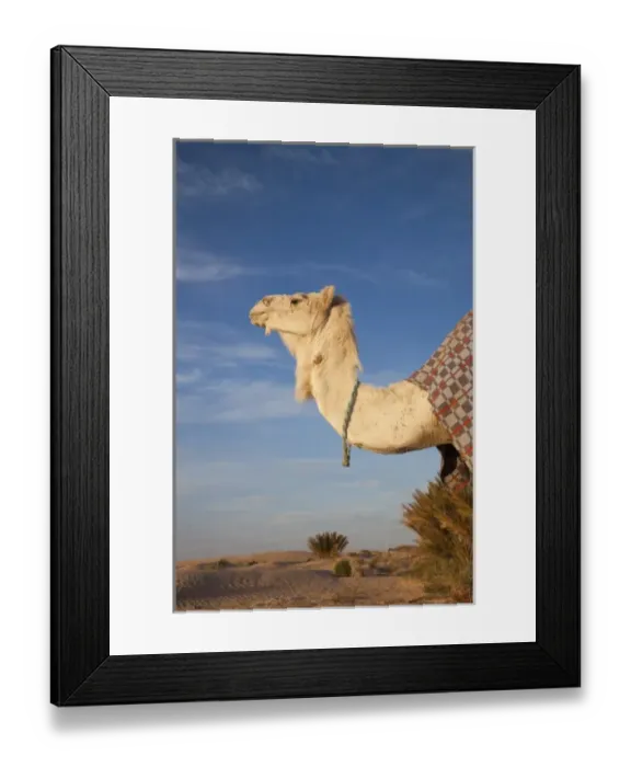 Framed Print : Tunisia, Sahara Desert, Douz, Great Dune, camel, dawn Framed Print : Tunisia, Sahara Desert, Douz, Great Dune, camel, dawn