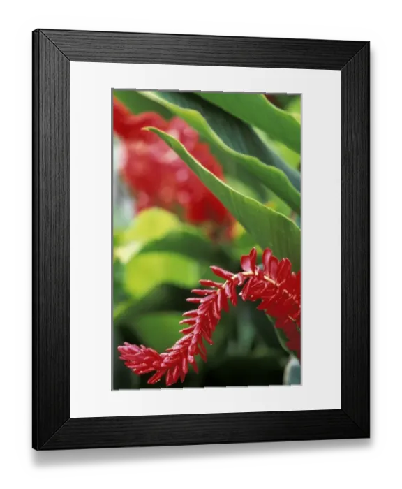 Framed Print : Caribbean, US Virgin Islands, St. Thomas, Charlotte Amalie. Red Ginger flower (Alpinia Framed Print : Caribbean, US Virgin Islands, St. Thomas, Charlotte Amalie. Red Ginger flower (Alpinia