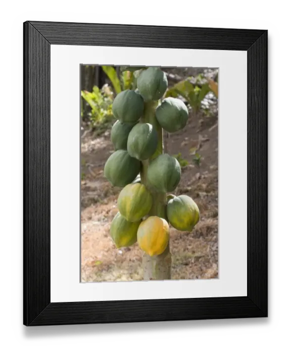 Framed Print : Caribbean, Tobago Framed Print : Caribbean, Tobago