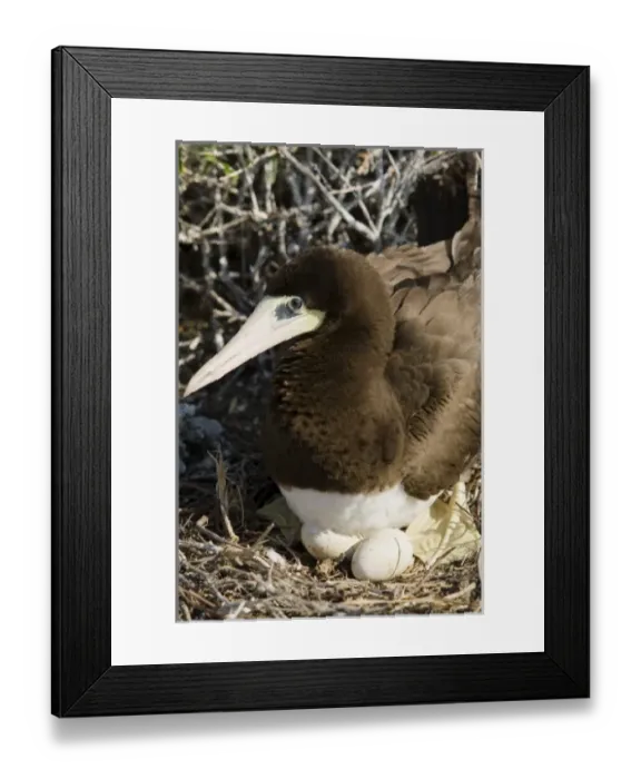 Framed Print : Caribbean, Cayman Islands Framed Print : Caribbean, Cayman Islands