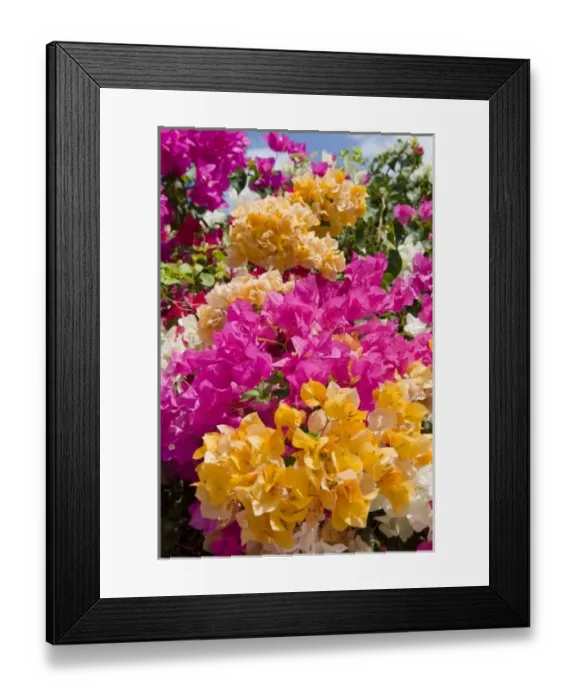 Framed Print : Bouganvilleau, Cayman Brac, Cayman Islands, Caribbean Framed Print : Bouganvilleau, Cayman Brac, Cayman Islands, Caribbean