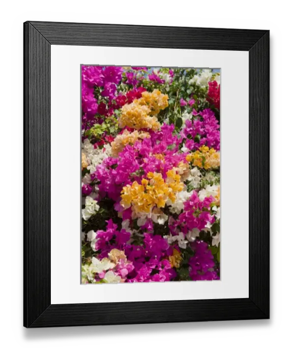 Framed Print : Bouganvilleau, Cayman Brac, Cayman Islands, Caribbean Framed Print : Bouganvilleau, Cayman Brac, Cayman Islands, Caribbean