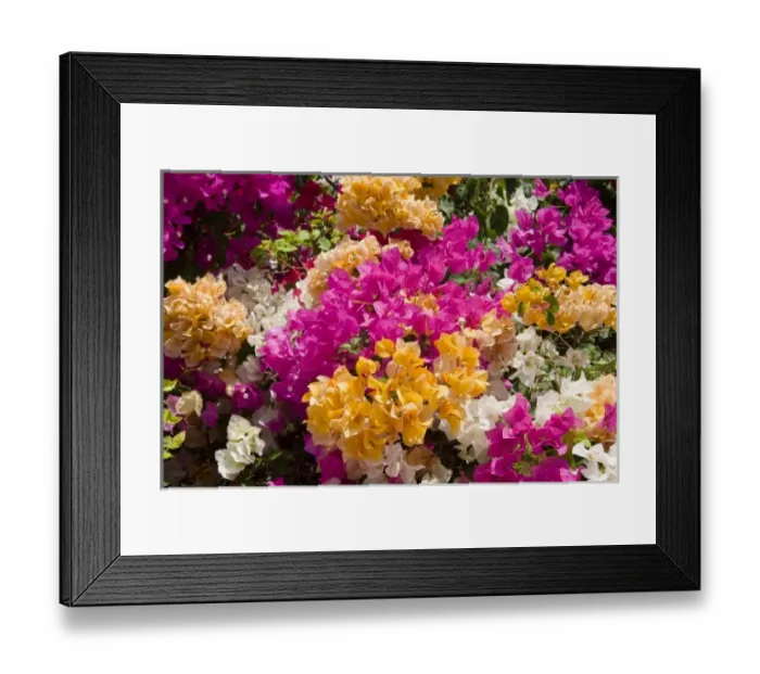 Framed Print : Bouganvilleau, Cayman Brac, Cayman Islands, Caribbean