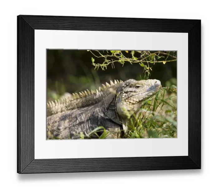 Framed Print : Caribbean, Cayman Islands Framed Print : Caribbean, Cayman Islands