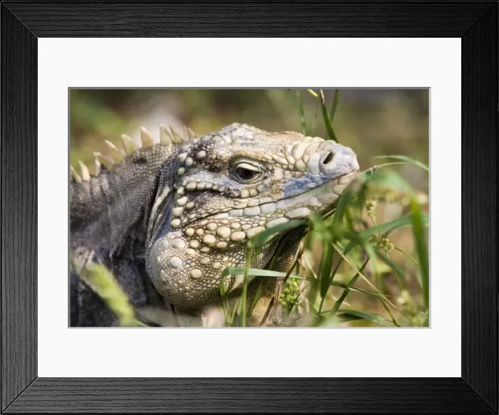 Framed Print : Caribbean, Cayman Islands Framed Print : Caribbean, Cayman Islands