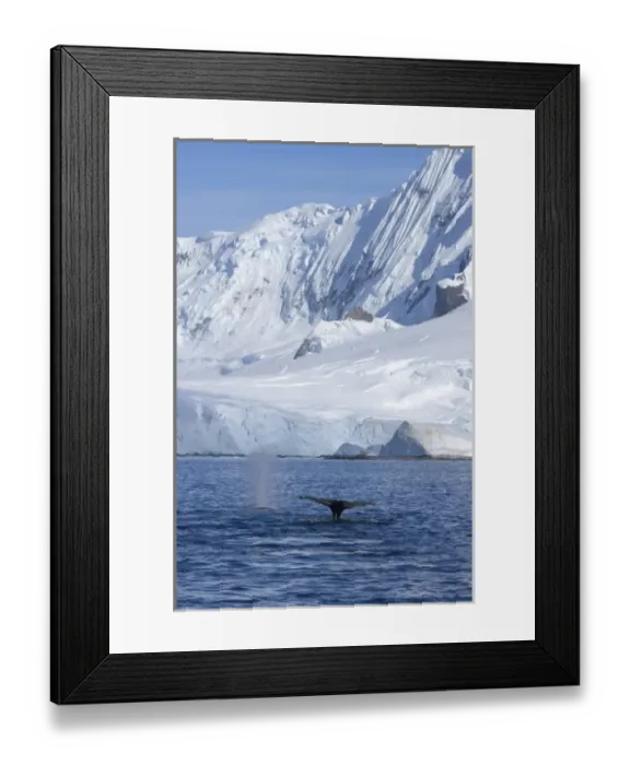 Framed Print : humpback whale, Megaptera novaeangliae, pair feeding in the waters off the western Framed Print : humpback whale, Megaptera novaeangliae, pair feeding in the waters off the western