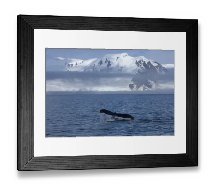 Framed Print : humpback whale, Megaptera novaeangliae, feeding in the waters off the western Antarctic Peninsula Framed Print : humpback whale, Megaptera novaeangliae, feeding in the waters off the western Antarctic Peninsula