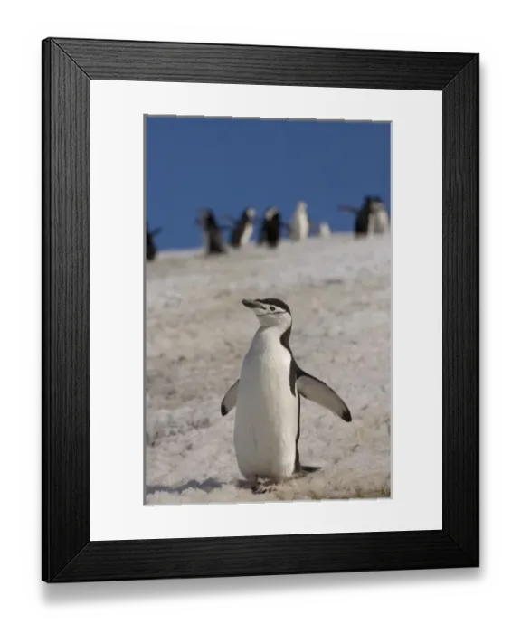 Framed Print : chinstrap penguin, Pygoscelis antarctica, on a glacial ice cap, western Antarctic Peninsula Framed Print : chinstrap penguin, Pygoscelis antarctica, on a glacial ice cap, western Antarctic Peninsula