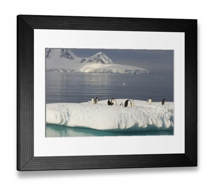 Framed Print : chinstrap penguins, Pygoscelis antarctica, and gentoo penguins, Pygoscelis Papua Framed Print : chinstrap penguins, Pygoscelis antarctica, and gentoo penguins, Pygoscelis Papua