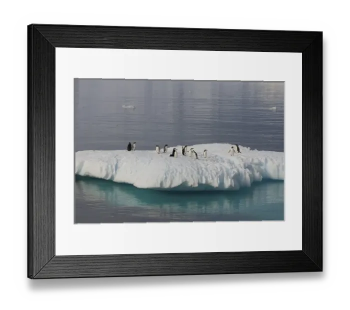 Framed Print : chinstrap penguins, Pygoscelis antarctica, and gentoo penguins, Pygoscelis Papua