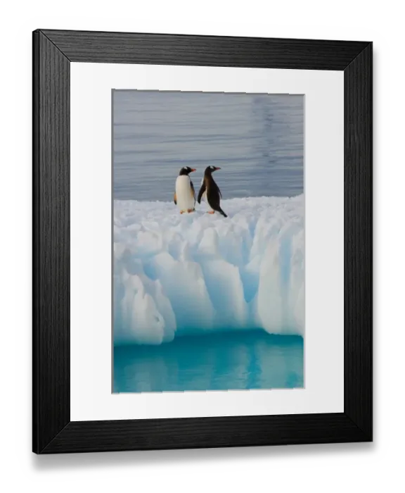 Framed Print : gentoo penguin, Pygoscelis Papua, on glacial ice off the western Antarctic Peninsula Framed Print : gentoo penguin, Pygoscelis Papua, on glacial ice off the western Antarctic Peninsula