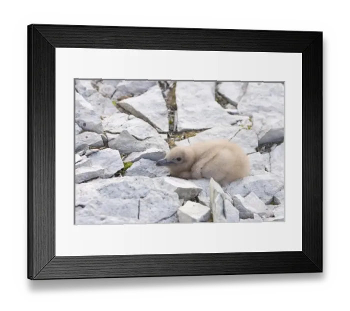 Framed Print : brown skua, Catharacta Antarctica, or Antarctic skua, chick, western Antarctic Peninsula Framed Print : brown skua, Catharacta Antarctica, or Antarctic skua, chick, western Antarctic Peninsula