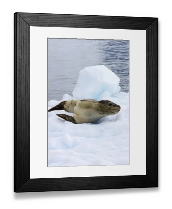Framed Print : leopard seal, Hydrurga leptonyx, resting on a glacial ice, off the western Antarctic Peninsula Framed Print : leopard seal, Hydrurga leptonyx, resting on a glacial ice, off the western Antarctic Peninsula