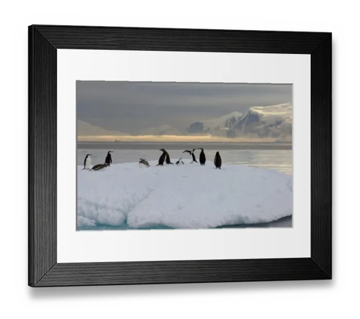Framed Print : chinstrap penguins, Pygoscelis antarctica, and gentoo penguins, Pygoscelis Papua Framed Print : chinstrap penguins, Pygoscelis antarctica, and gentoo penguins, Pygoscelis Papua