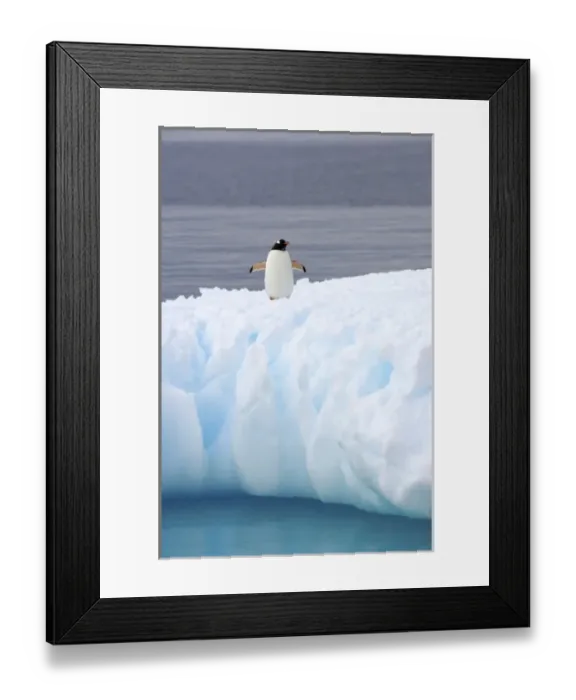 Framed Print : gentoo penguin, Pygoscelis Papua, on glacial ice off the western Antarctic Peninsula
