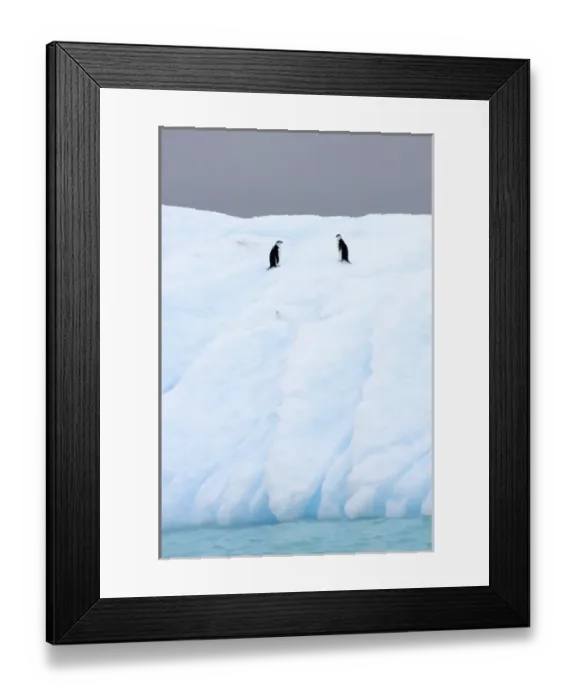 Framed Print : chinstrap penguins, Pygoscelis antarctica, on glacial ice off the western Antarctic Peninsula Framed Print : chinstrap penguins, Pygoscelis antarctica, on glacial ice off the western Antarctic Peninsula