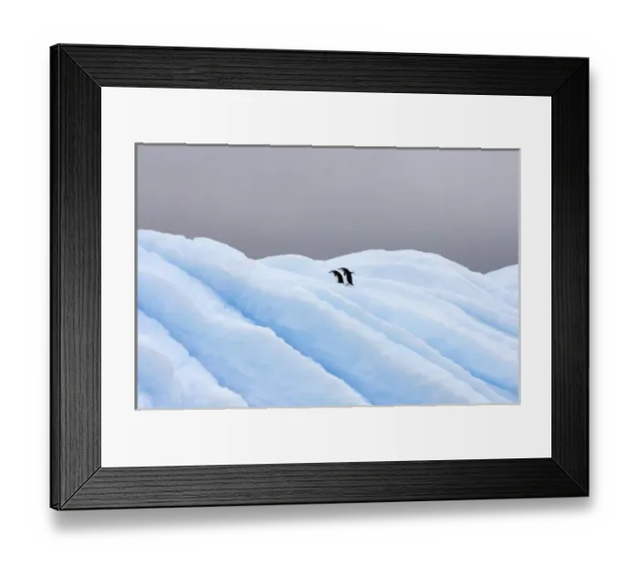 Framed Print : chinstrap penguins, Pygoscelis antarctica, on glacial ice off the western Antarctic Peninsula