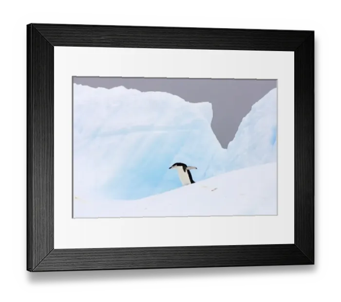 Framed Print : chinstrap penguin, Pygoscelis antarctica, walking on glacial ice off the western