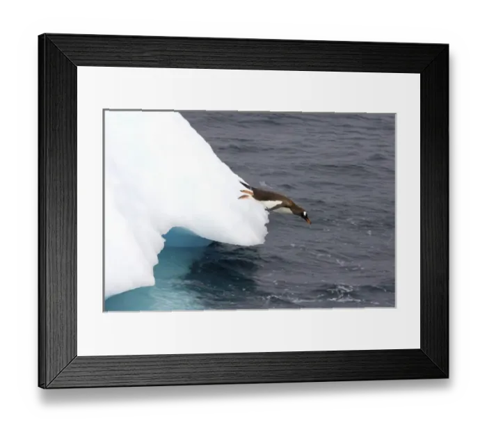 Framed Print : gentoo penguin, Pygoscelis Papua, jumping off an iceberg, western Antarctic Peninsula Framed Print : gentoo penguin, Pygoscelis Papua, jumping off an iceberg, western Antarctic Peninsula