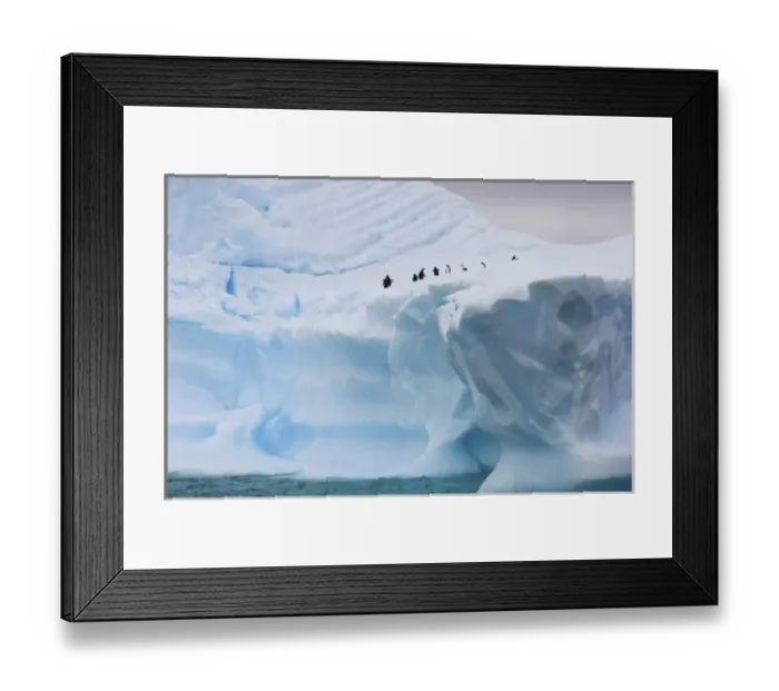 Framed Print : chinstrap penguins, Pygoscelis antarctica, and gentoo penguins, Pygoscelis Papua Framed Print : chinstrap penguins, Pygoscelis antarctica, and gentoo penguins, Pygoscelis Papua