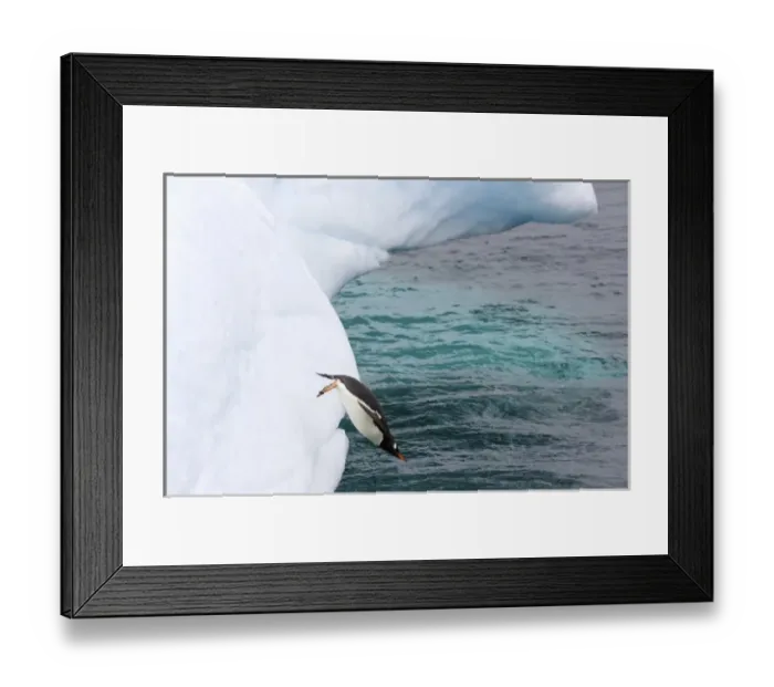 Framed Print : gentoo penguin, Pygoscelis Papua, jumping off an iceberg, western Antarctic Peninsula Framed Print : gentoo penguin, Pygoscelis Papua, jumping off an iceberg, western Antarctic Peninsula