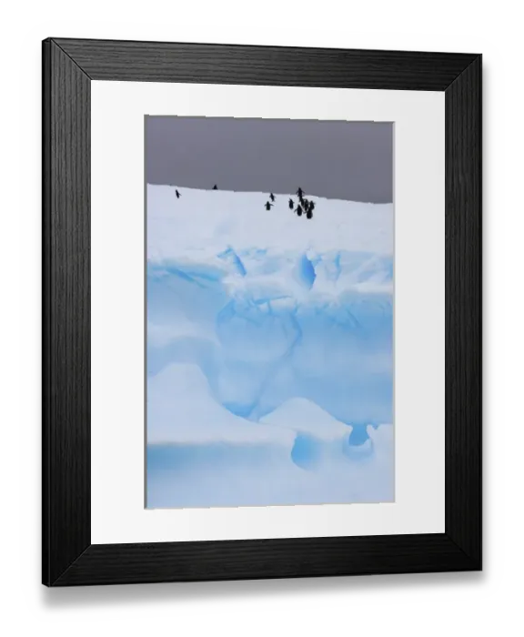 Framed Print : chinstrap penguins, Pygoscelis antarctica, and gentoo penguins, Pygoscelis Papua Framed Print : chinstrap penguins, Pygoscelis antarctica, and gentoo penguins, Pygoscelis Papua