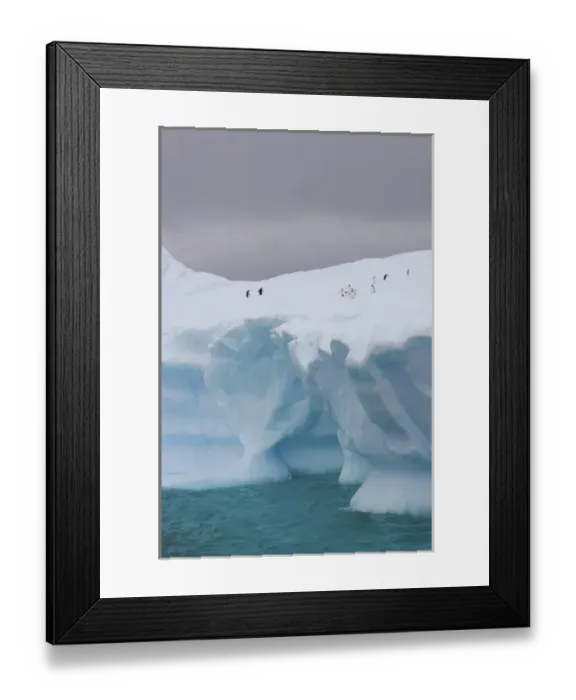 Framed Print : chinstrap penguins, Pygoscelis antarctica, and gentoo penguins, Pygoscelis Papua Framed Print : chinstrap penguins, Pygoscelis antarctica, and gentoo penguins, Pygoscelis Papua