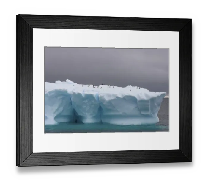 Framed Print : chinstrap penguins, Pygoscelis antarctica, and gentoo penguins, Pygoscelis Papua Framed Print : chinstrap penguins, Pygoscelis antarctica, and gentoo penguins, Pygoscelis Papua