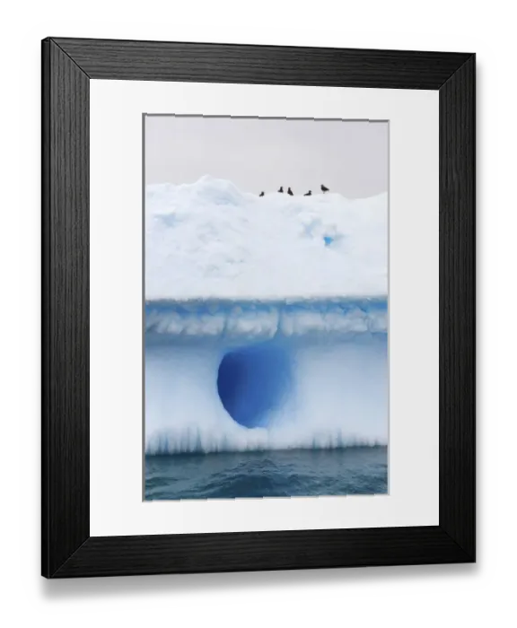 Framed Print : chinstrap penguins, Pygoscelis antarctica, and gentoo penguins, Pygoscelis Papua Framed Print : chinstrap penguins, Pygoscelis antarctica, and gentoo penguins, Pygoscelis Papua