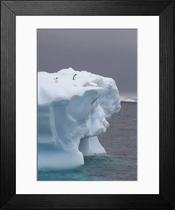 Framed Print : chinstrap penguins, Pygoscelis antarctica, and gentoo penguins, Pygoscelis Papua