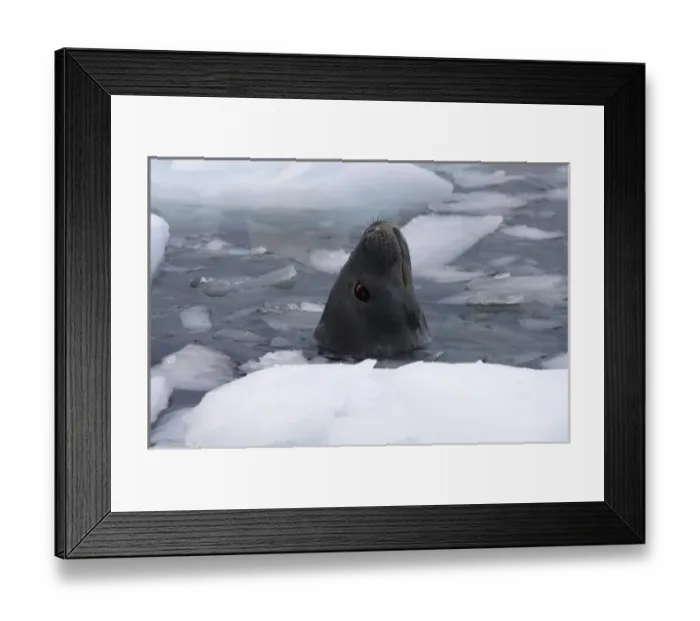Framed Print : weddell seal, Leptonychotes weddellii, in the waters along the western Antarctic Peninsula Framed Print : weddell seal, Leptonychotes weddellii, in the waters along the western Antarctic Peninsula