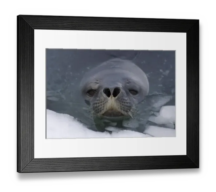 Framed Print : weddell seal, Leptonychotes weddellii, in the waters along the western Antarctic Peninsula Framed Print : weddell seal, Leptonychotes weddellii, in the waters along the western Antarctic Peninsula