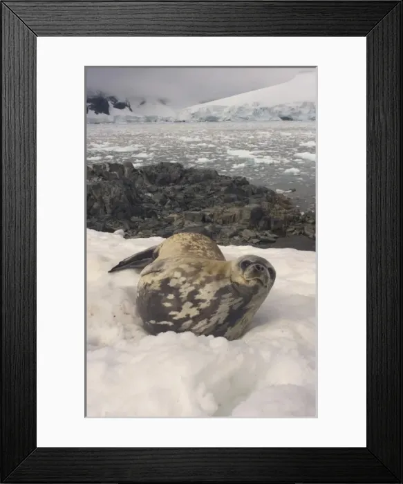 Framed Print : weddell seal along the Antarctic Peninsula Framed Print : weddell seal along the Antarctic Peninsula
