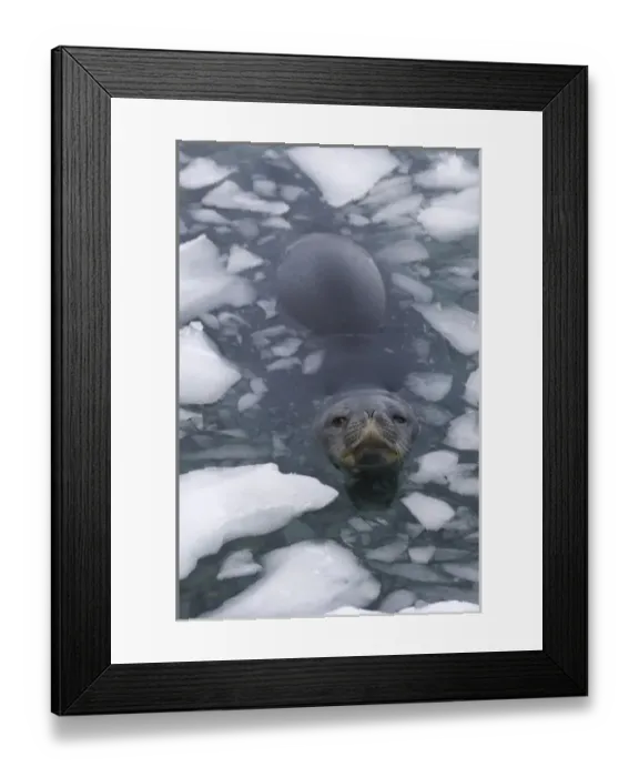 Framed Print : weddell seal, Leptonychotes weddellii, in the waters along the western Antarctic Peninsula Framed Print : weddell seal, Leptonychotes weddellii, in the waters along the western Antarctic Peninsula