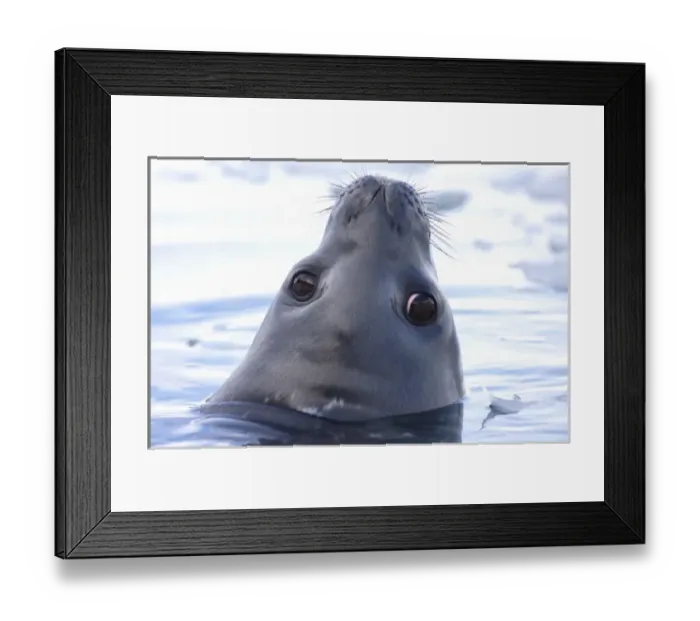 Framed Print : weddell seal, Leptonychotes weddellii, in the waters along the western Antarctic Peninsula Framed Print : weddell seal, Leptonychotes weddellii, in the waters along the western Antarctic Peninsula