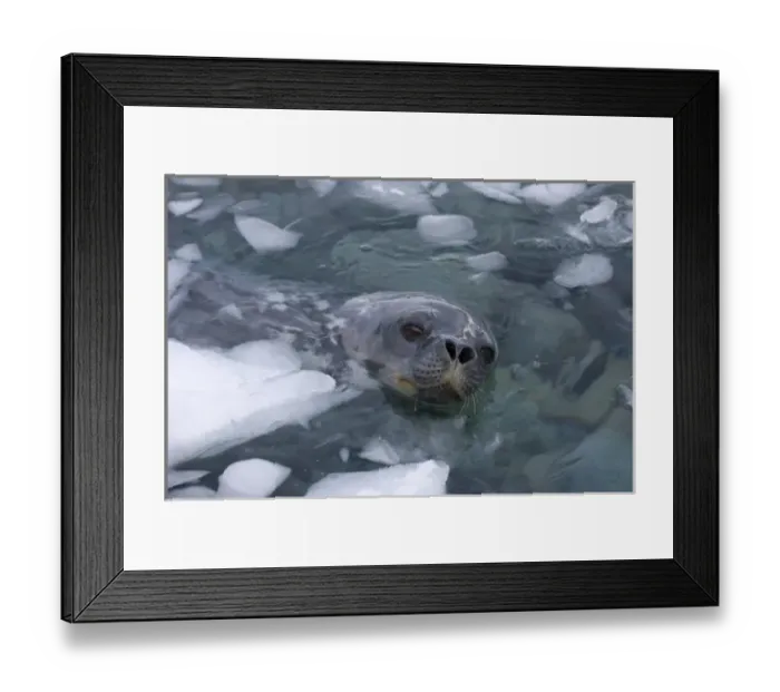 Framed Print : weddell seal, Leptonychotes weddellii, in the waters along the western Antarctic Peninsula Framed Print : weddell seal, Leptonychotes weddellii, in the waters along the western Antarctic Peninsula