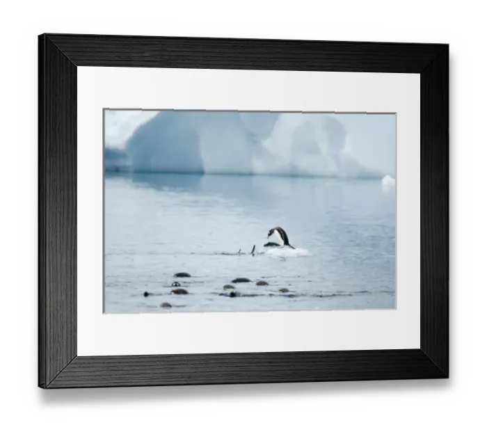 Framed Print : gentoo penguin, Pygoscelis Papua, jumping onto an ice floe, western Antarctic Peninsula Framed Print : gentoo penguin, Pygoscelis Papua, jumping onto an ice floe, western Antarctic Peninsula