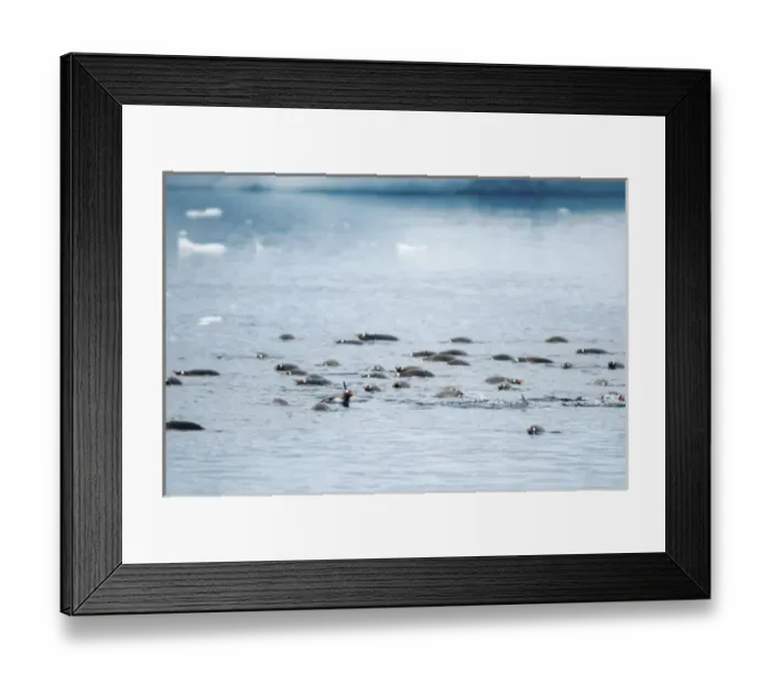 Framed Print : gentoo penguins, Pygoscelis Papua, swimming in waters off the western Antarctic Peninsula Framed Print : gentoo penguins, Pygoscelis Papua, swimming in waters off the western Antarctic Peninsula