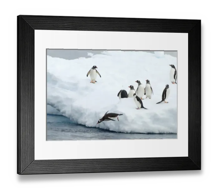 Framed Print : gentoo penguins, Pygoscelis Papua, and chinstrap penguin, Pygoscelis antarctica, on glacial ice Framed Print : gentoo penguins, Pygoscelis Papua, and chinstrap penguin, Pygoscelis antarctica, on glacial ice