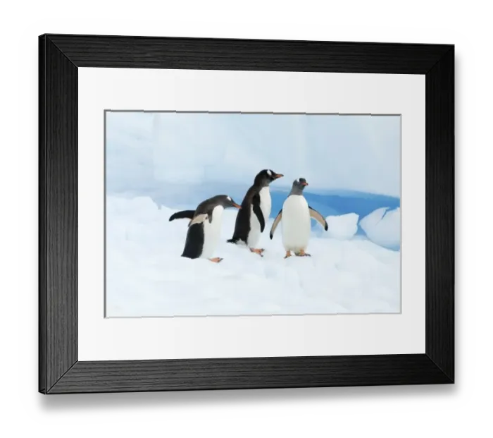 Framed Print : gentoo penguins, Pygoscelis Papua, on an iceberg off the western Antarctic Peninsula Framed Print : gentoo penguins, Pygoscelis Papua, on an iceberg off the western Antarctic Peninsula